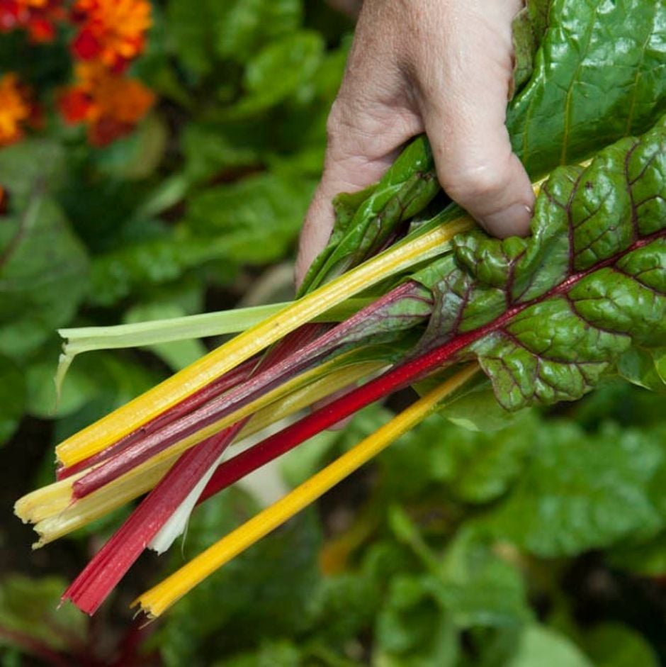 Harvested stalks of chard
