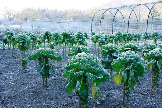 Brussels sprouts in the fruit and vegetable garden