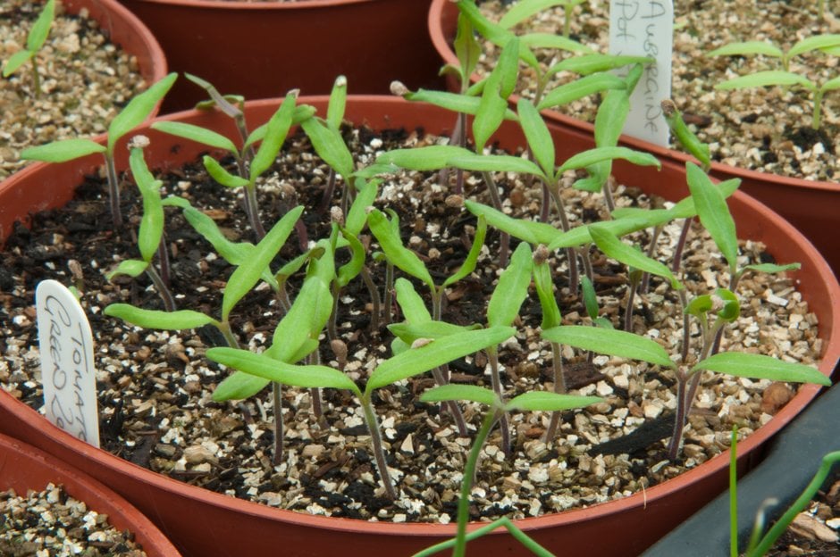 Tomato seedlings at Barnsdale Gardens