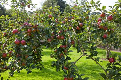 Apples thriving in the orchard at RHS Garden Rosemoor