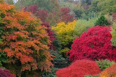 Tatton Park Japanese Garden