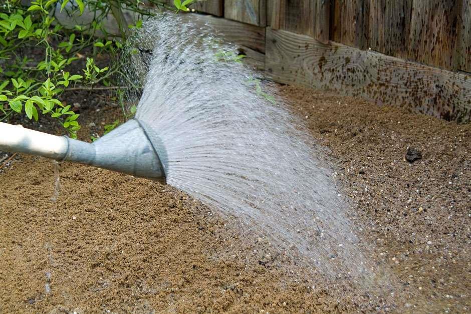 Providing Adequate Watering for Turnip Germination