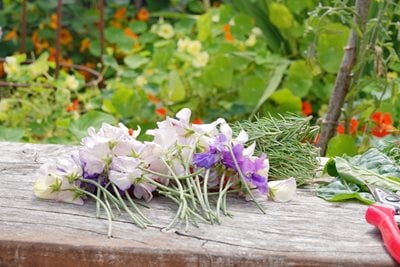 Sweet peas in Community Grow