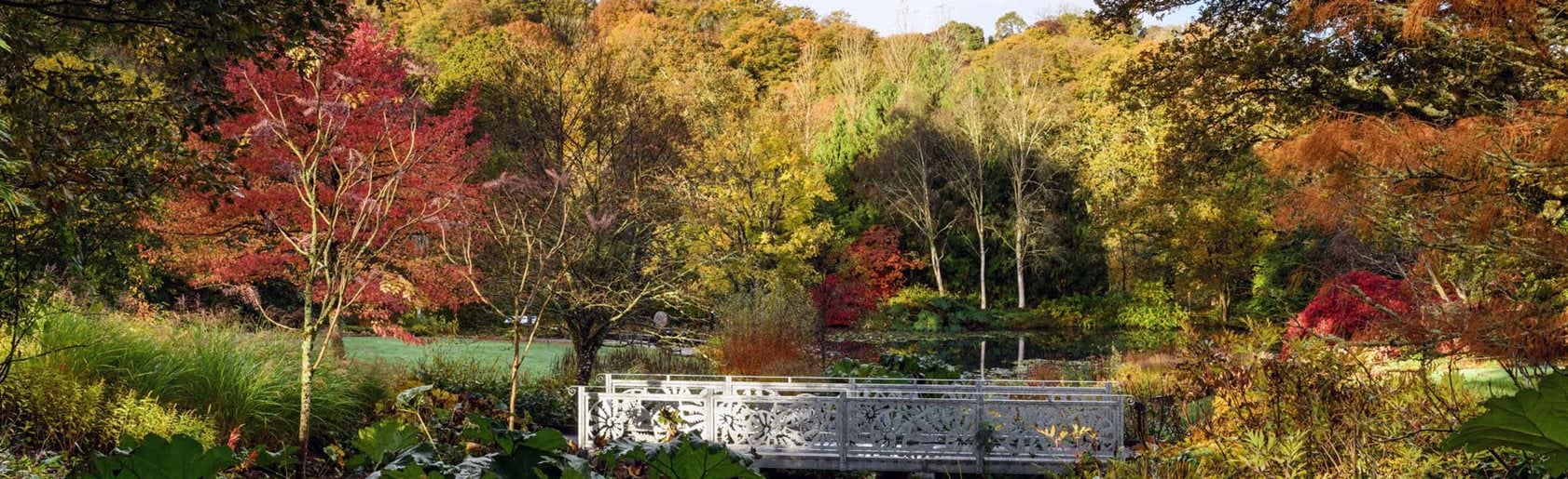 photograph of the garden