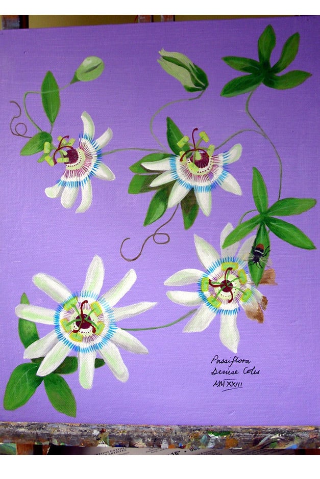 Passiflora artwork