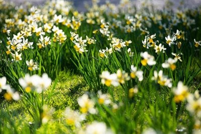 A lawn filled with sunlit daffodils