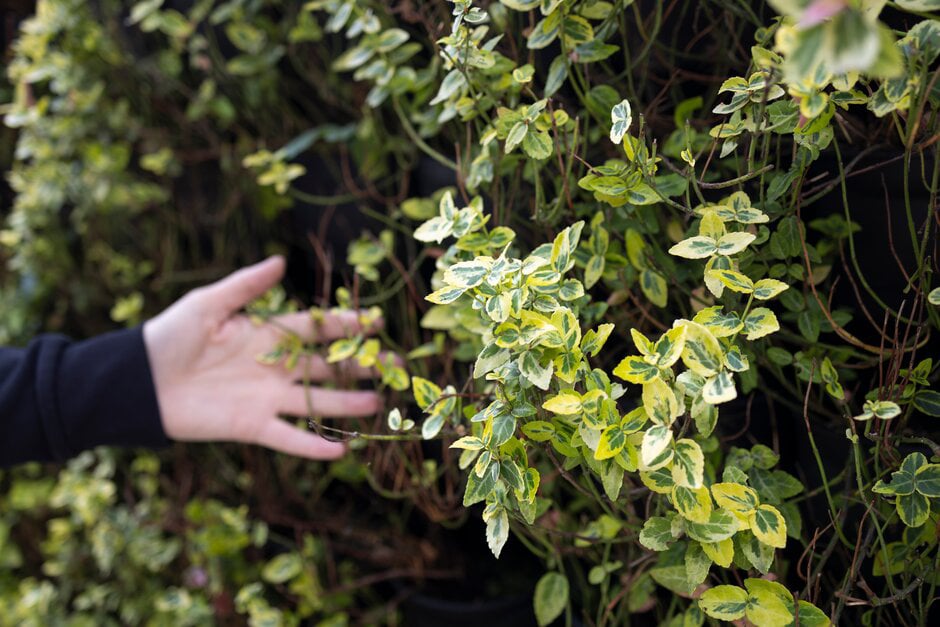 A hand touches a green wall