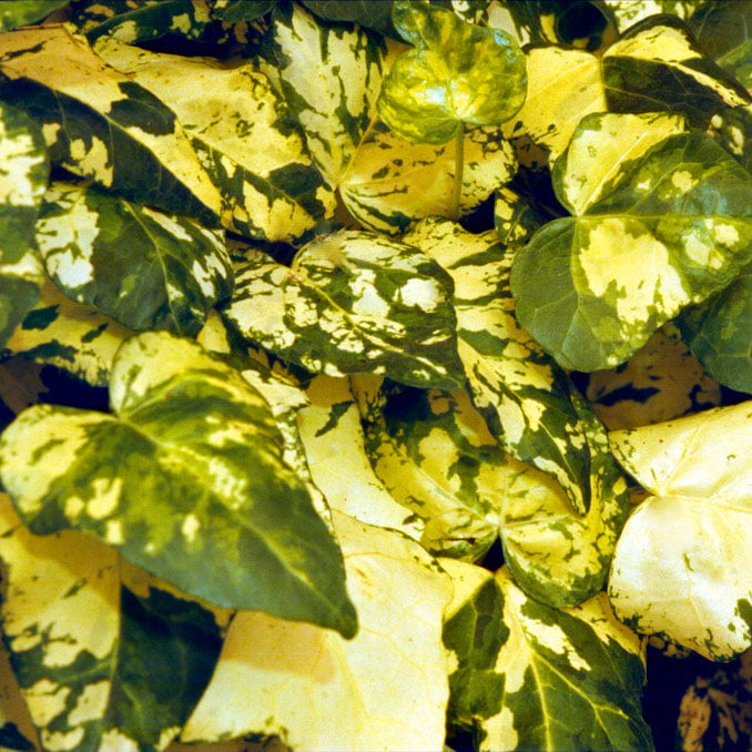 Ivy ‘Midas Touch’