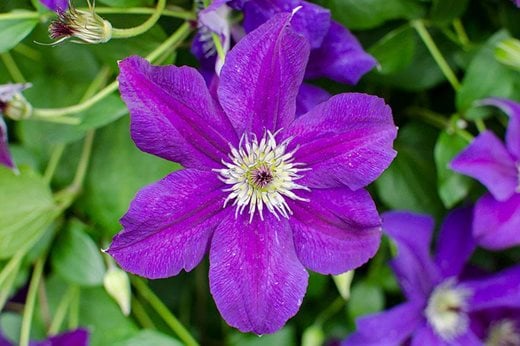Click to enlarge: Clematis 'Happy Birthday'