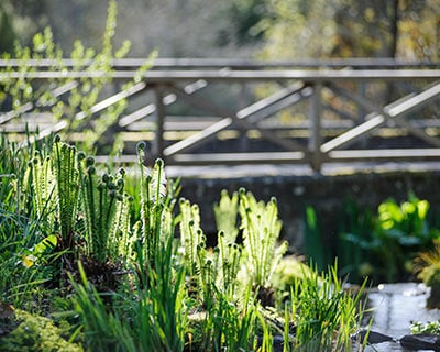 Fronds glistening in the sunlight