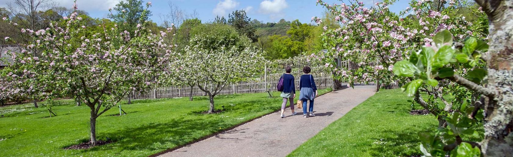 photograph of the garden