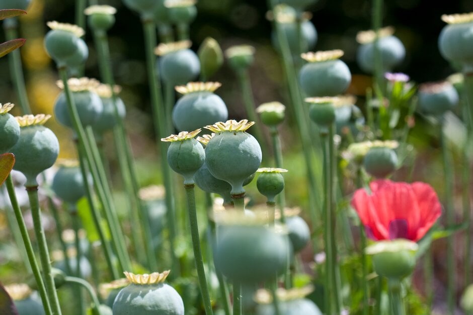 These poppy seed heads contain the next generation
