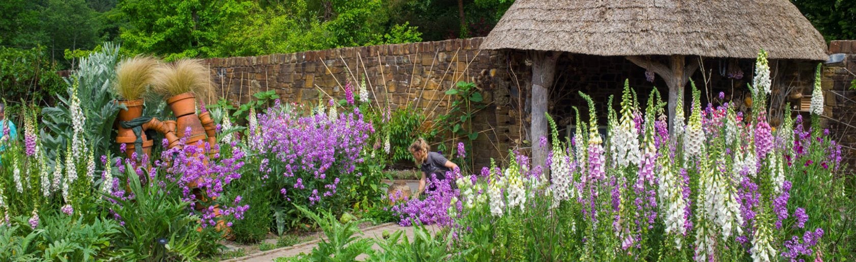 photograph of the garden