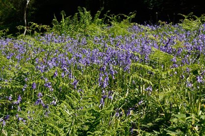 Bluebells make a stunning spring display