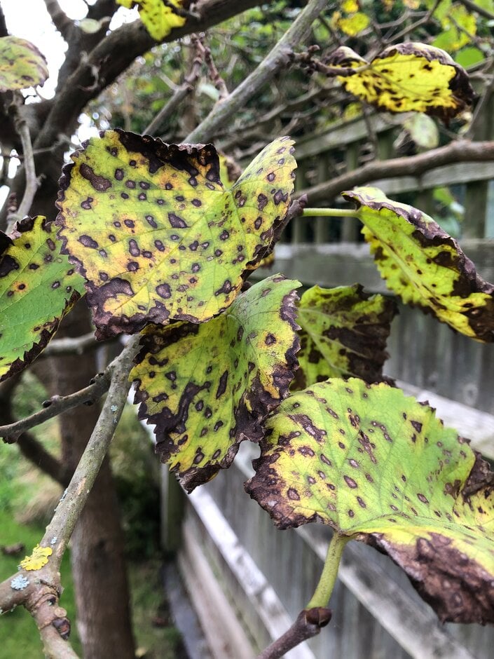 Mulberry leaf spot (<em>Mycosphaerella mori</em>). Image credit: Julie Skinner