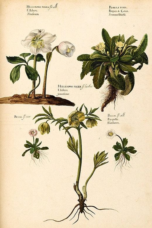 Watercolour by Pieter van Kouwenhoorn of a collection of flowers drawn from nature, including Helleborus niger