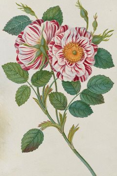 Striped or premestine rose. A watercolour on vellum by James Bolton, c. 1790s