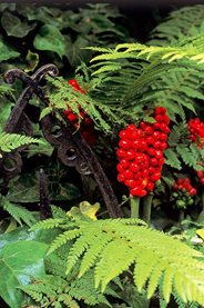 The berries of arum lilies make an attractive combination with ferns