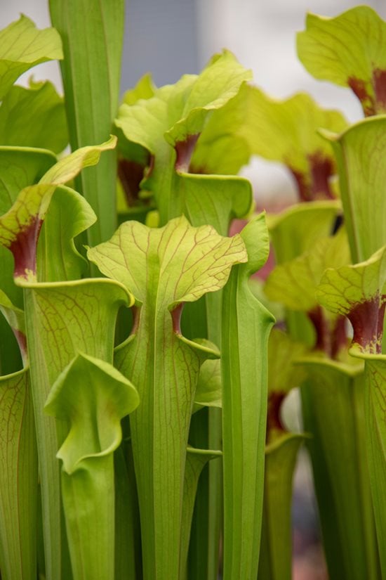 Peat-free case studies: Hampshire Carnivorous Plants / RHS Gardening