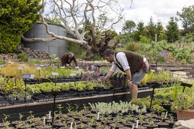 Hooton’s Walled Nursery