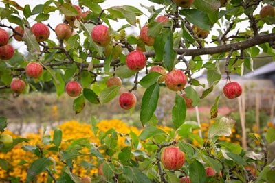 Apples