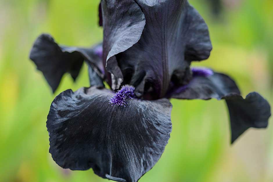 Discover border irises