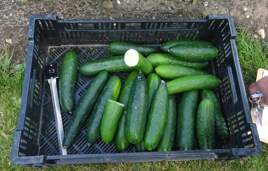 Cucumber 'Marketmore'