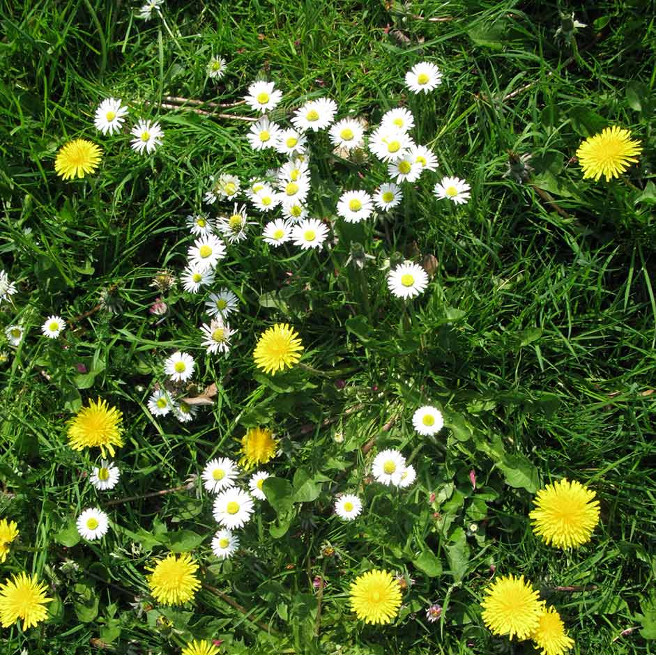 Daisies and dandelions in a lawn