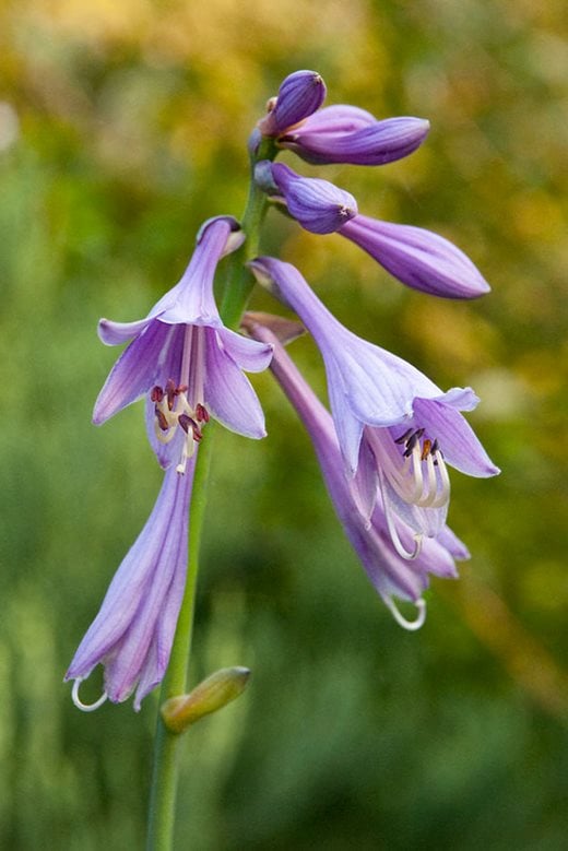 Hosta 'Krossa Regal'