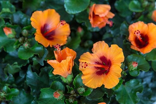 Hibiscus 'Petit Orange'