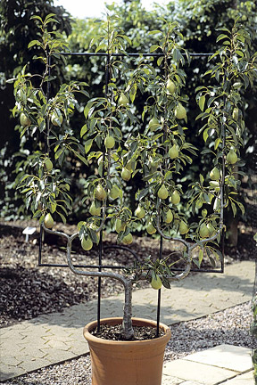 Fruit In Containers Rhs Gardening, Patio Fruit Trees In Containers Uk