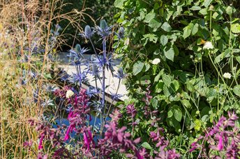 Vibrant blue Eryngium sits against soft planting