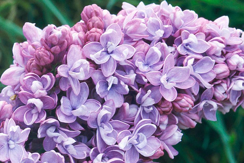 Syringa vulgaris 'Katherine Havemeyer'