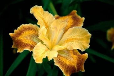Iris 'Goring Sunrise', a Pacific Coast iris
