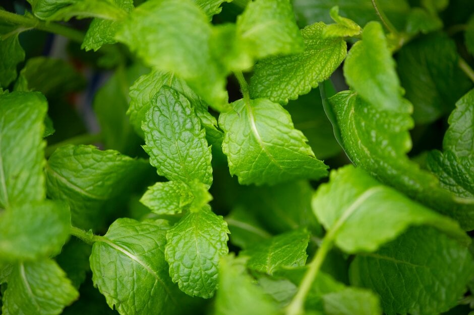Mint plant