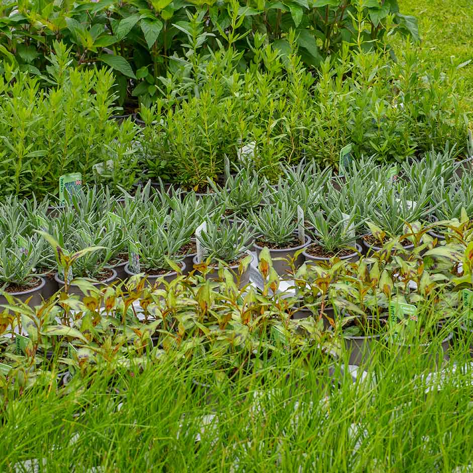 Herbs: growing