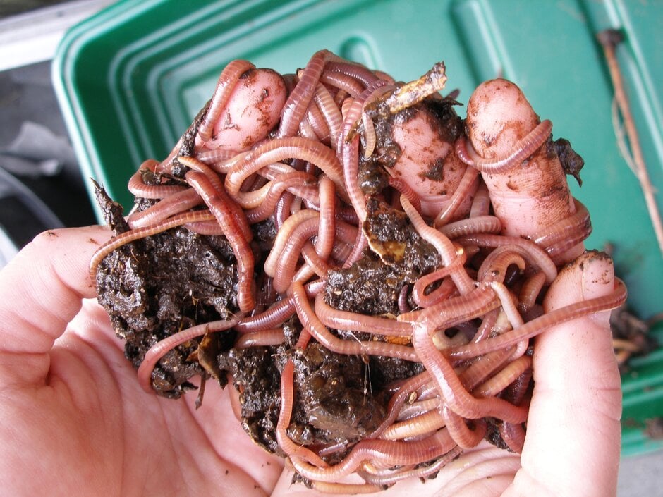 Composting worms