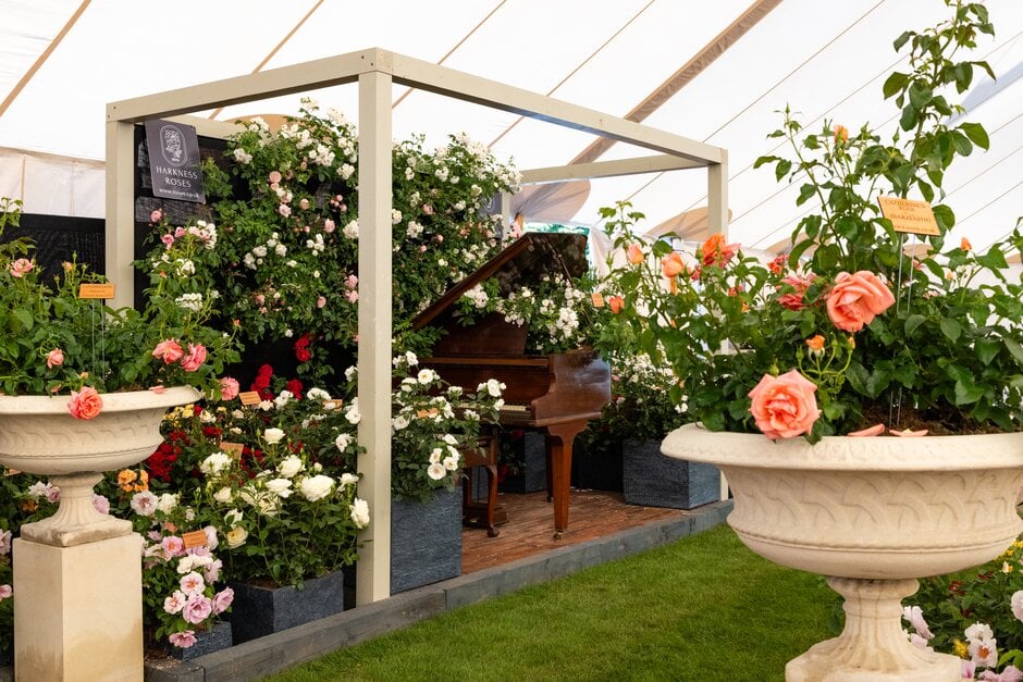 Festival of Roses at RHS Hampton Court 2025