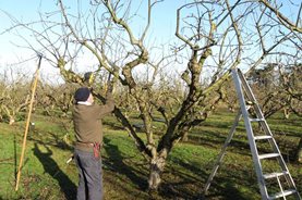 Pruning apple trees in the orchard at RHS Garden Wisley