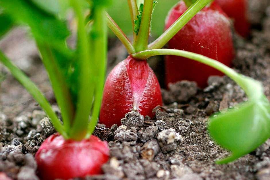 How Should You Plant Radishes?  