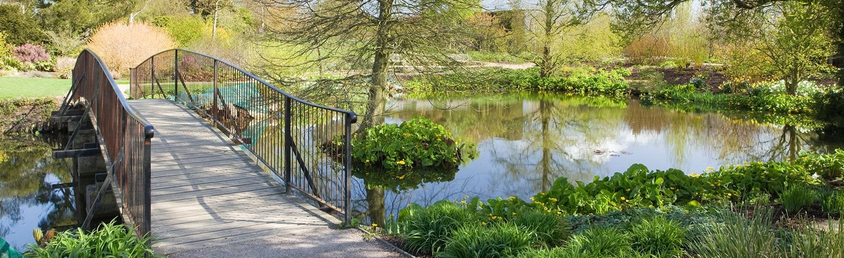 photograph of the garden