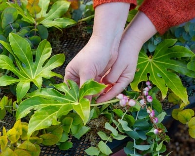 Christmas Wreath Ideas Rhs