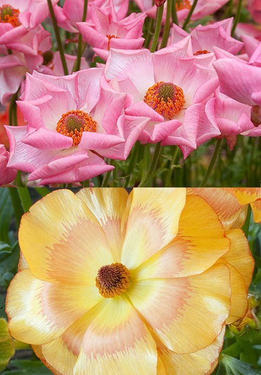Ranunculus 'Rococo Pink' and 'Rococo Apricot'