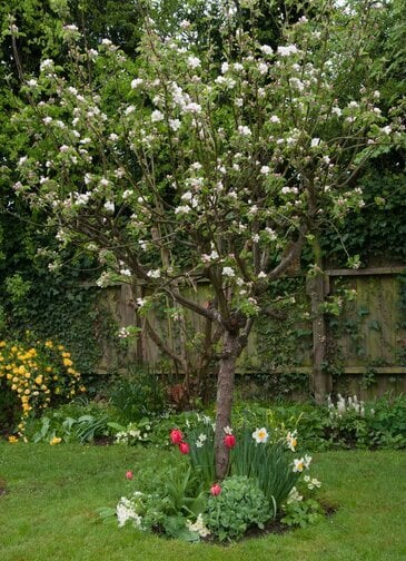 Prune apple trees regularly to keep them healthy and productive  ©RHS \Tim Sandall