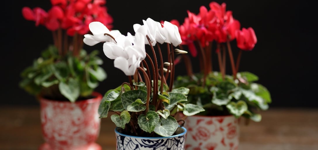 ogre ear jade plant #ES45 Exact Crassula Ovata Jade Ogre Ears potted in 1 gallon container