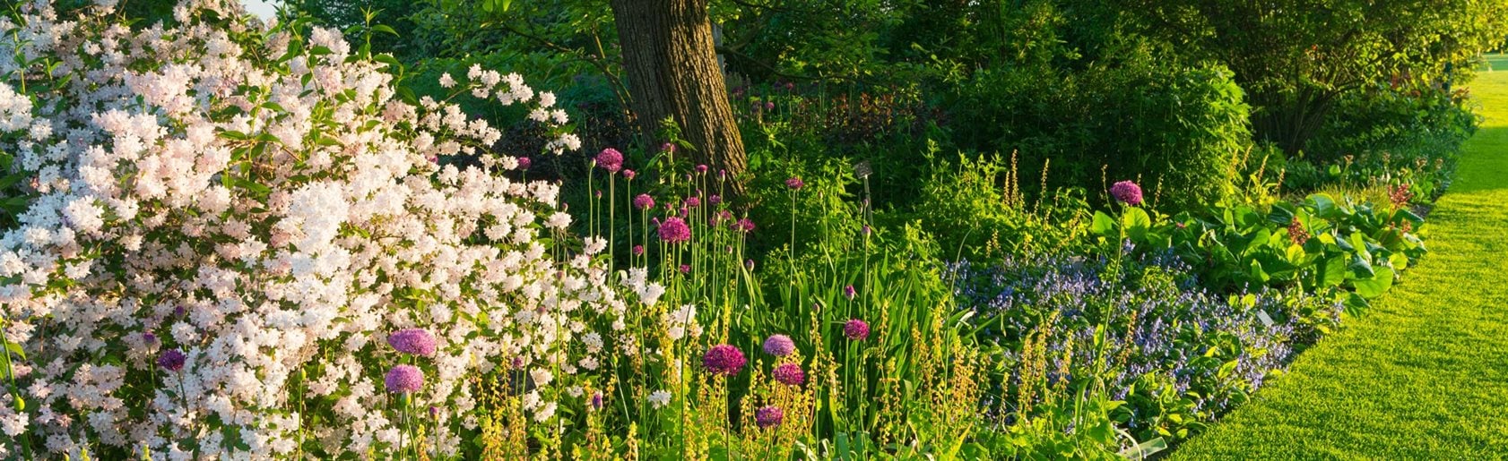 photograph of the garden