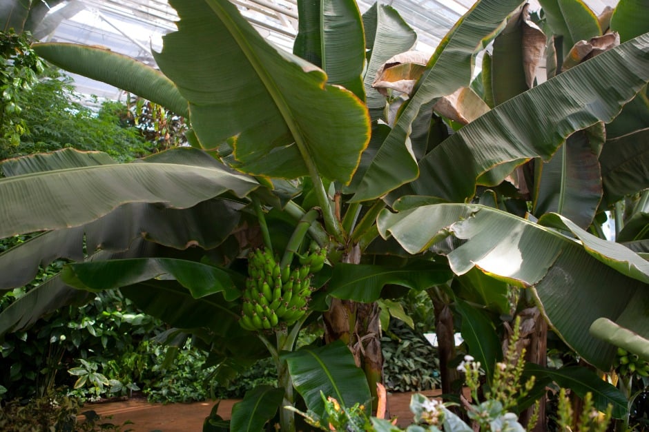 Musa acuminata 'Dwarf Cavendish' growing in the glasshouse at RHS Wisley