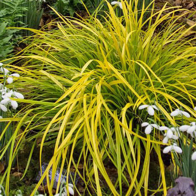 Carex ‘Evergold’
