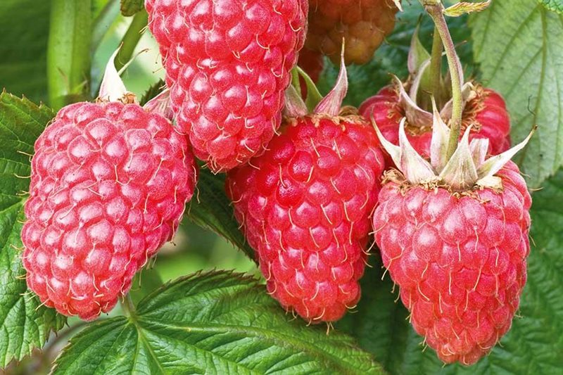 Picking raspberries: when and how to do it - Plantura