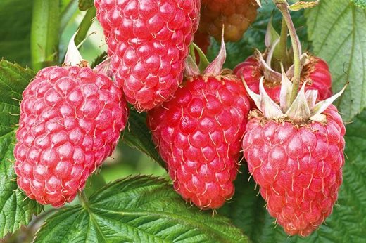 Raspberry All Gold Rhs Help, advice & tips from the RHS on all kinds of plants / RHS Gardening